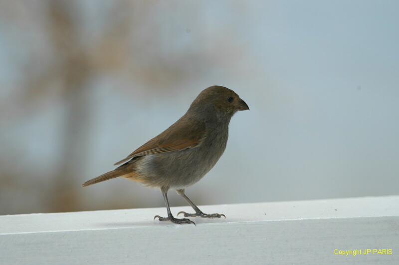 Loxigilla noctis